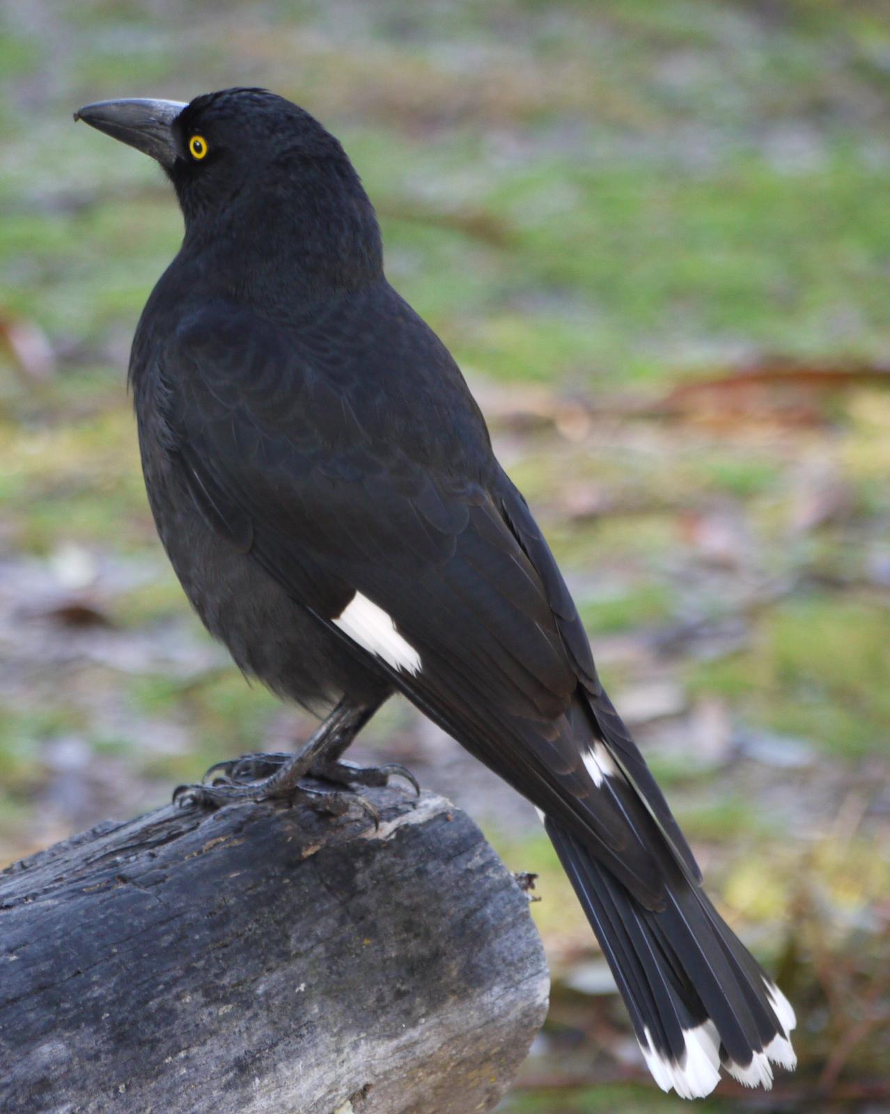 Pied Currawong Photo by Peter Lowe