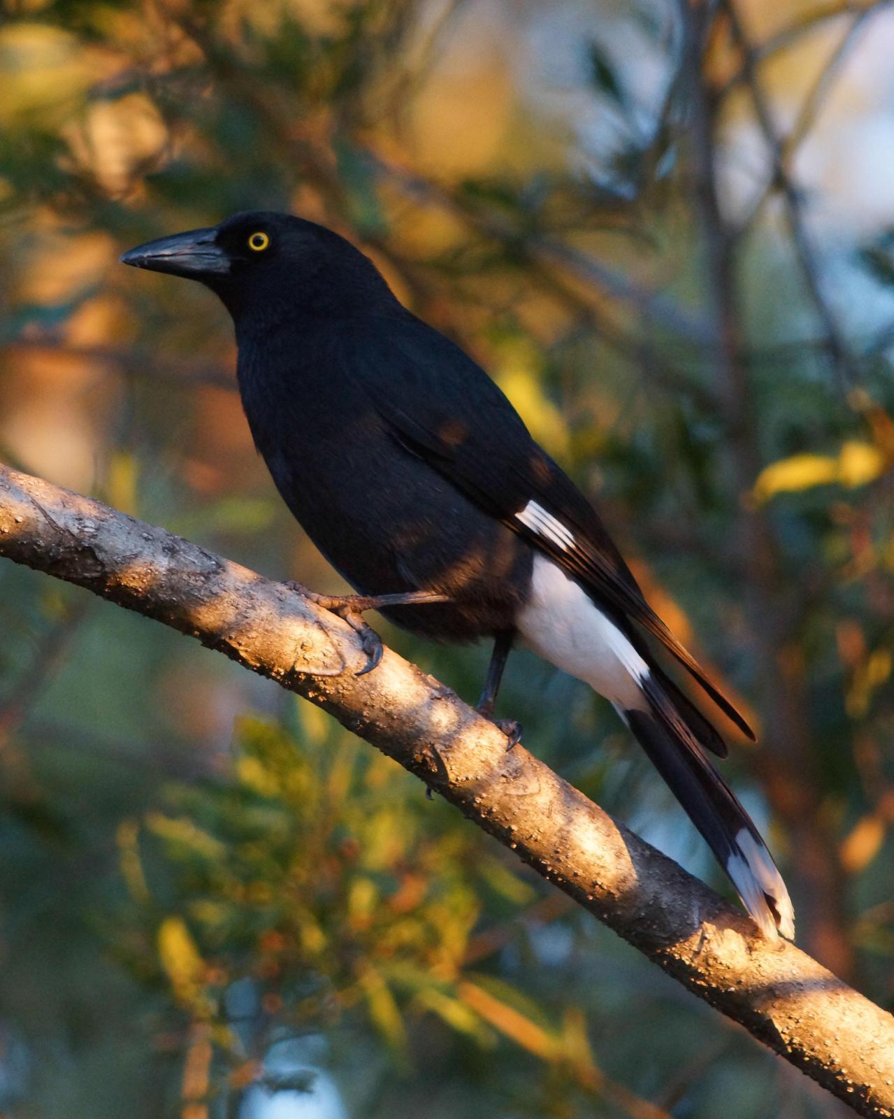 Pied Currawong Photo by Steve Percival
