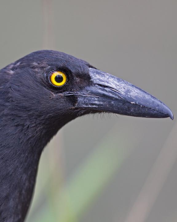 Pied Currawong Photo by Mat Gilfedder
