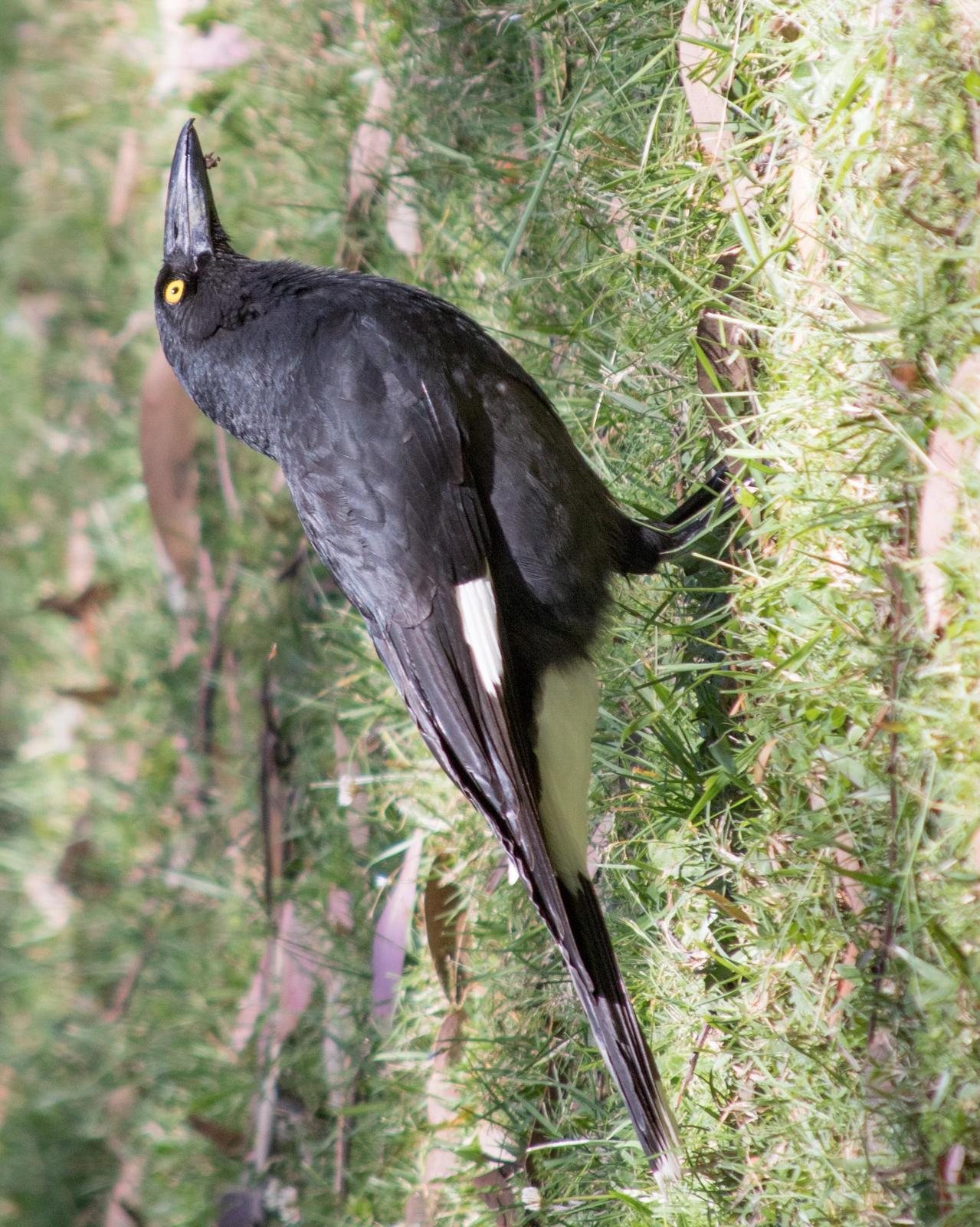 Pied Currawong Photo by Mark Baldwin