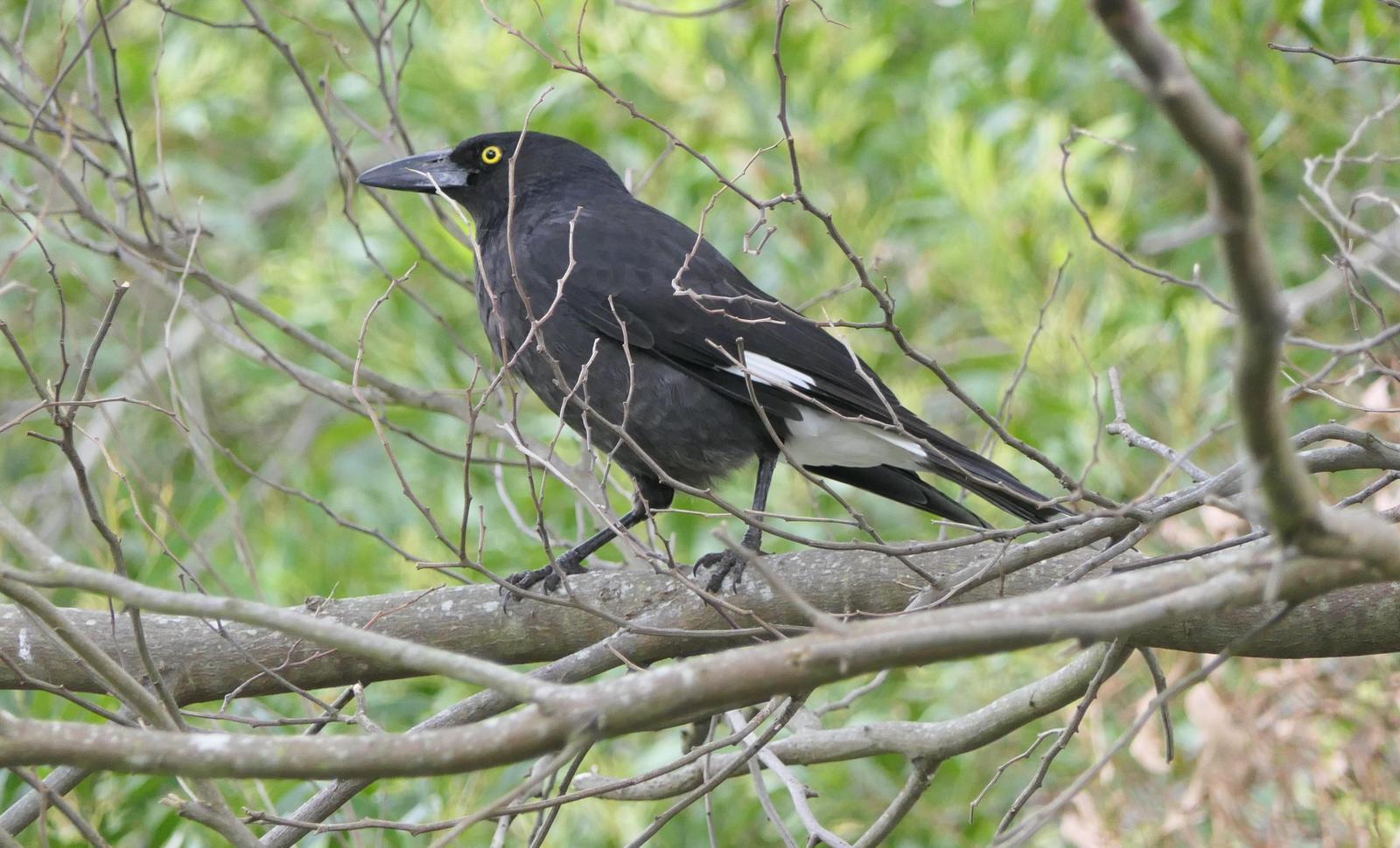 Pied Currawong Photo by Randy Siebert