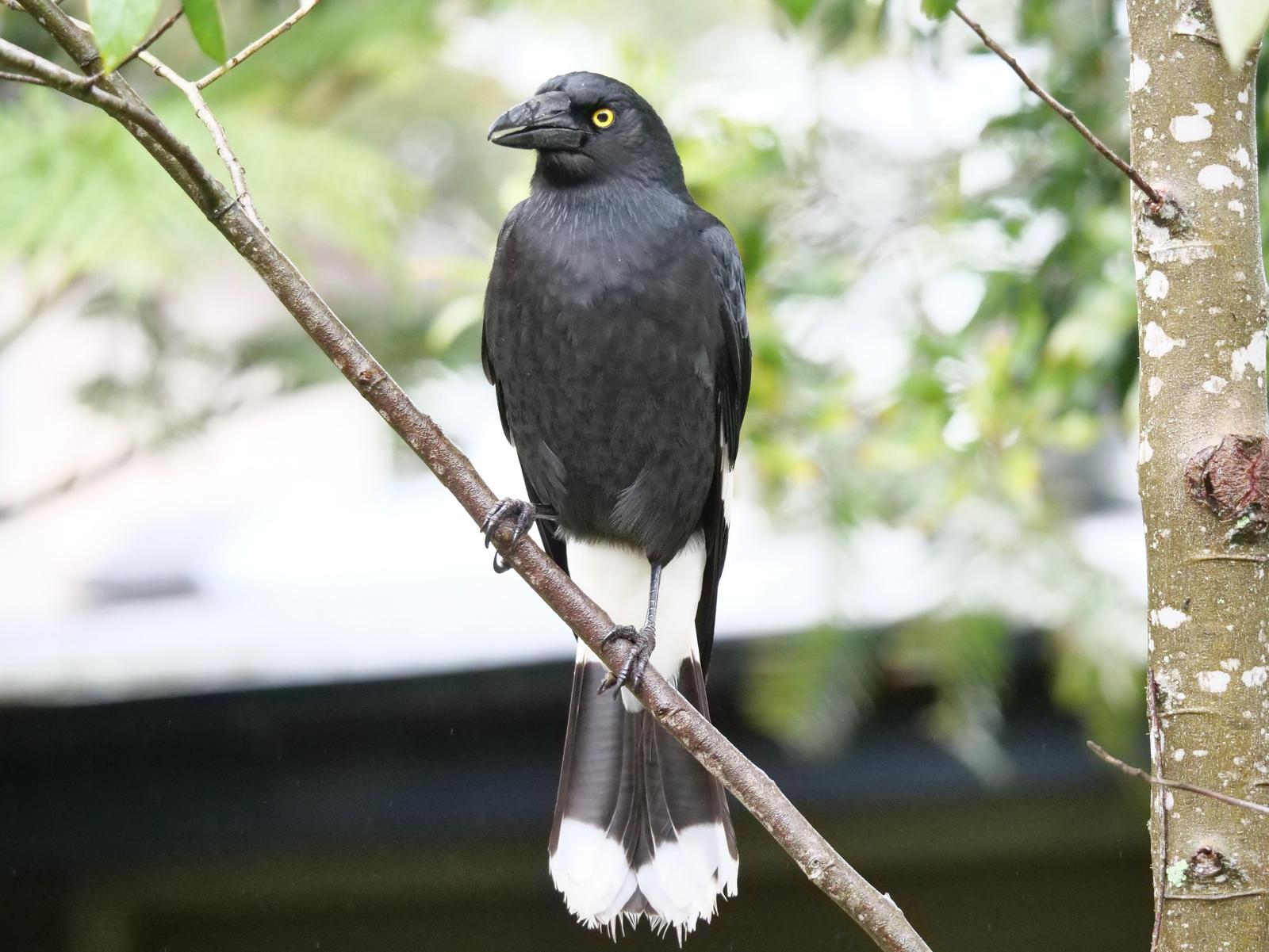 Pied Currawong Photo by Peter Lowe