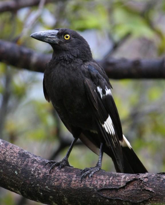 Pied Currawong Photo by Mat Gilfedder