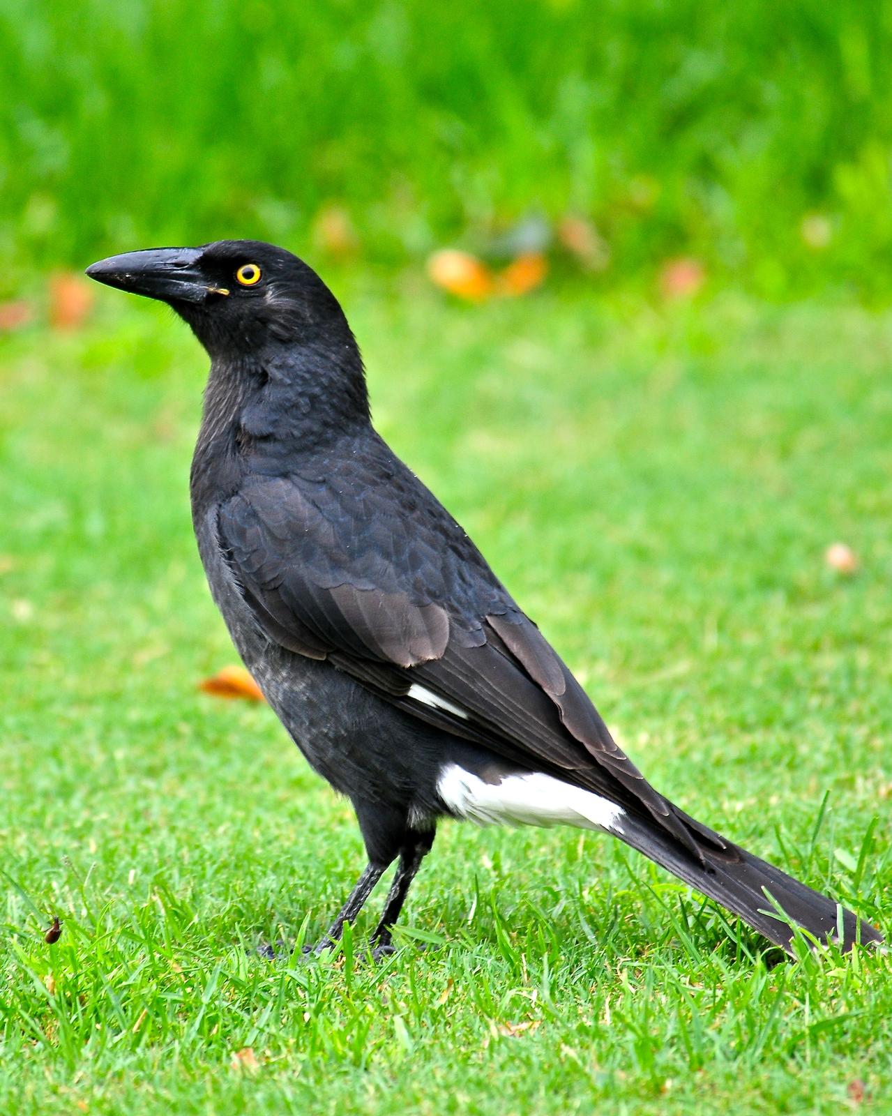 Pied Currawong Photo by Gerald Friesen