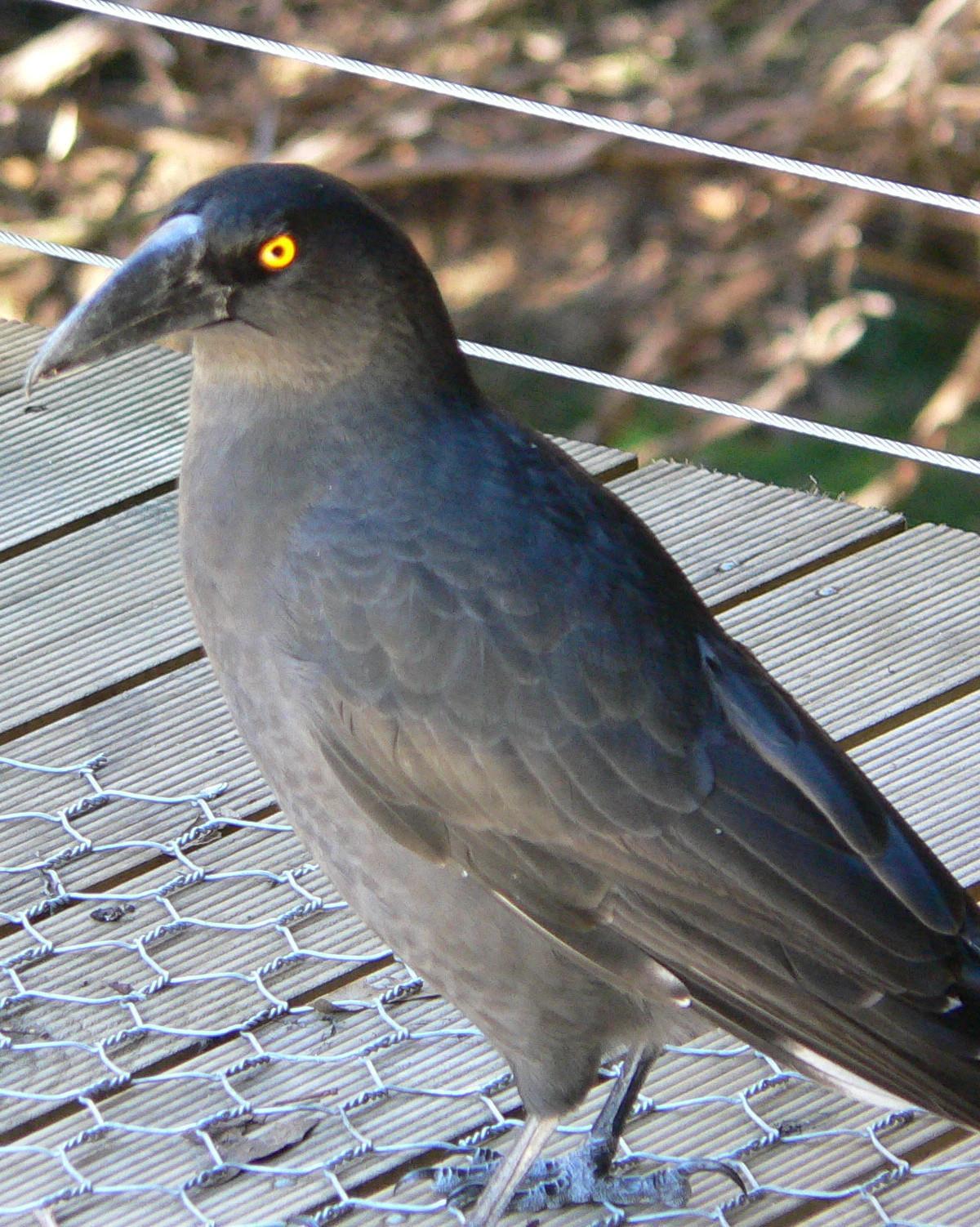 Black Currawong Photo by Peter Lowe