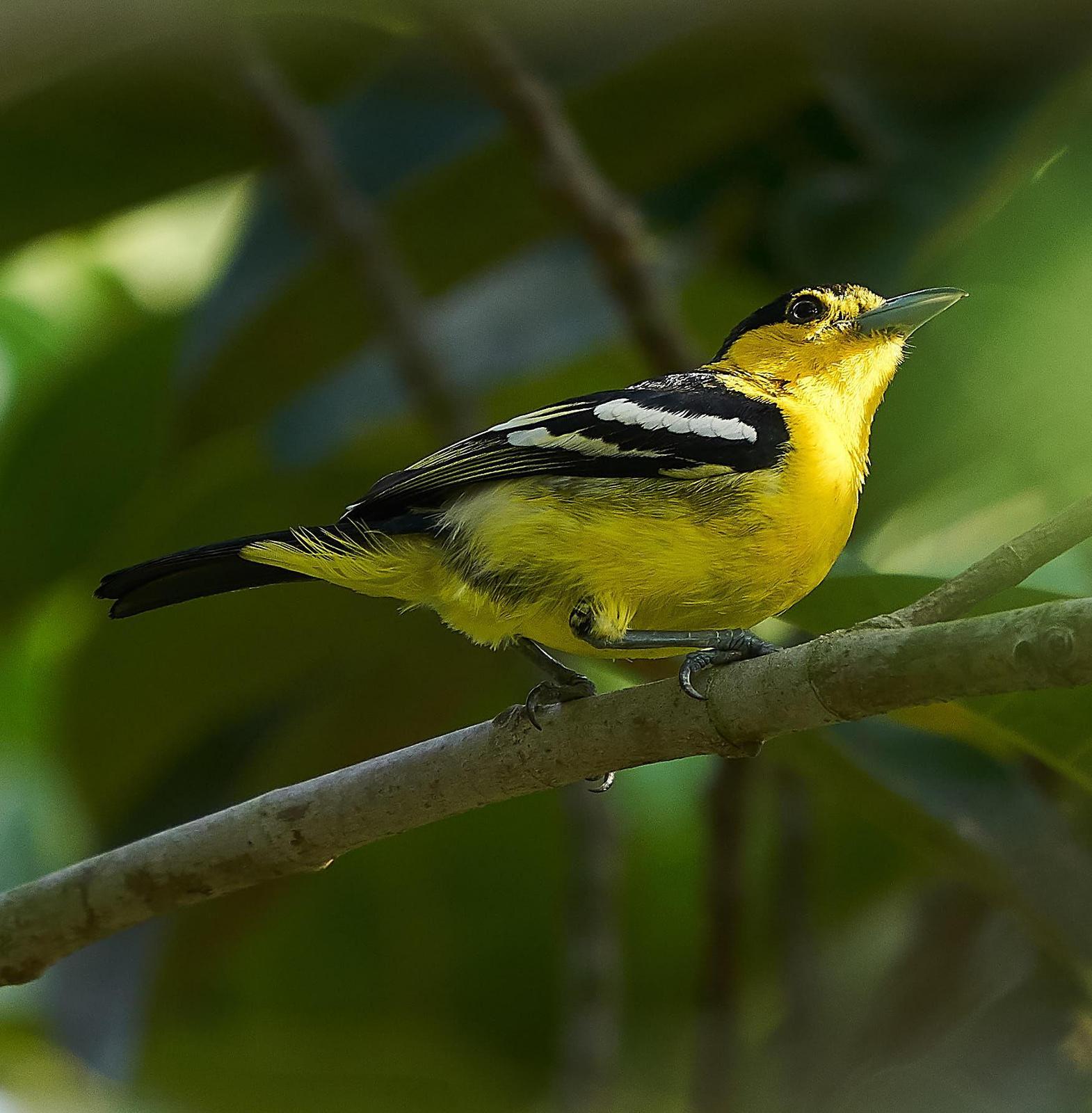 Common Iora Photo by Steven Cheong