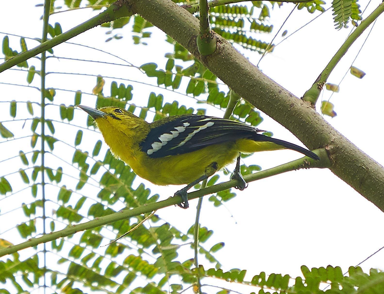 Common Iora Photo by Steven Cheong