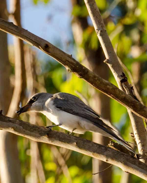 White-bellied Cuckooshrike Photo by Bob Hasenick