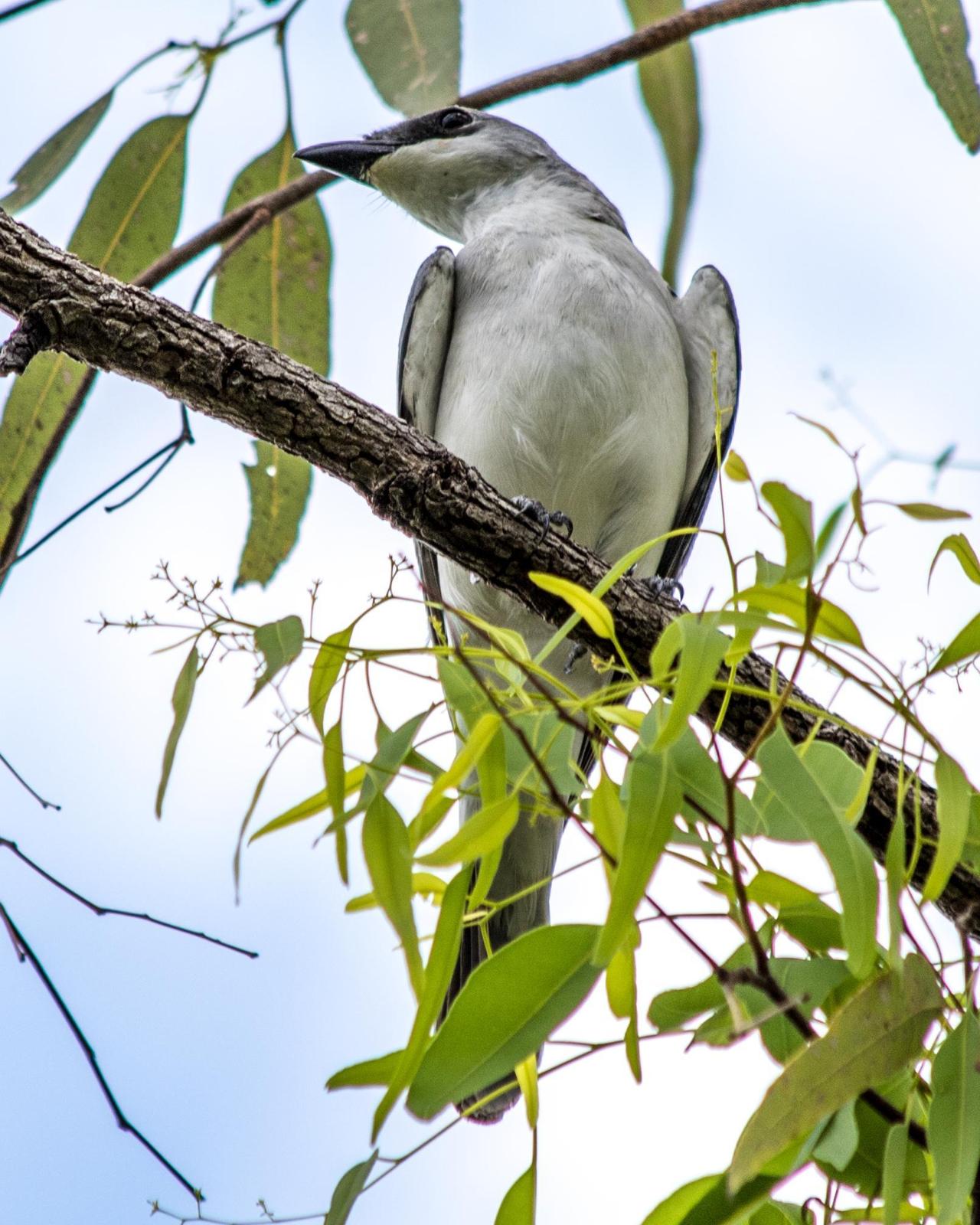 White-bellied Cuckooshrike Photo by Mark Baldwin