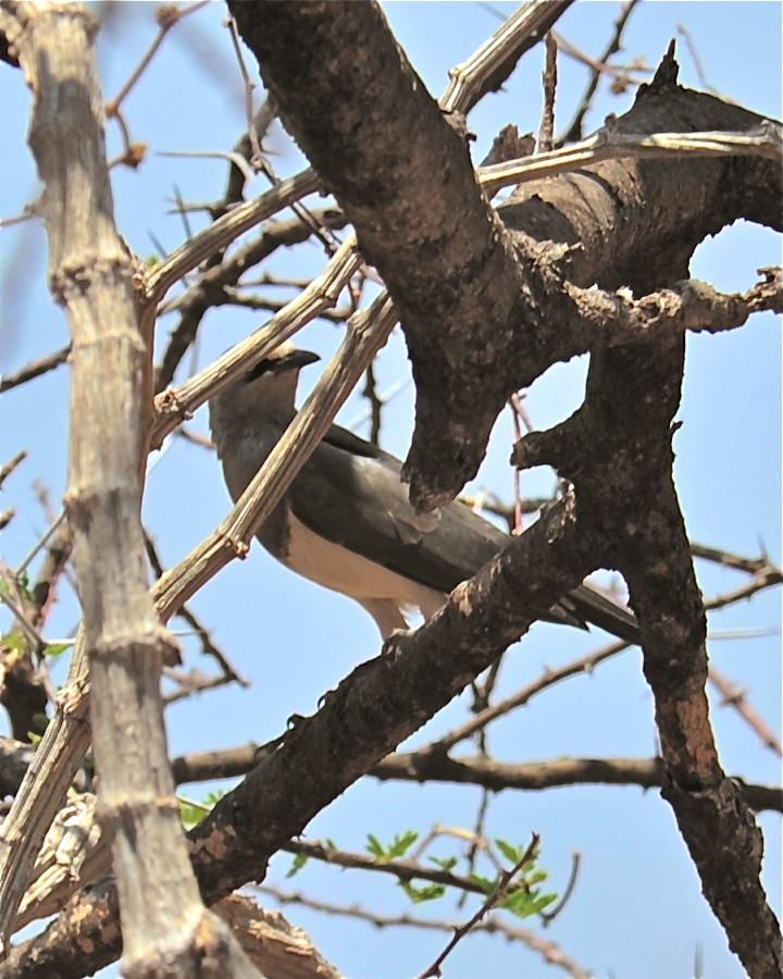 White-breasted Cuckooshrike Photo by Gerald Friesen