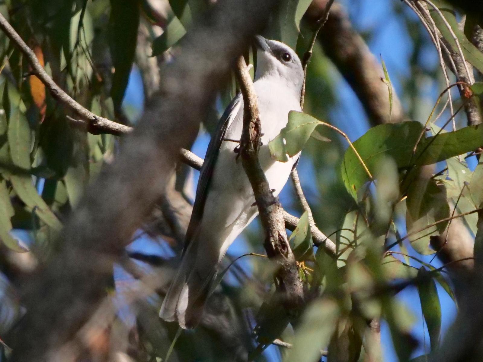White-breasted Cuckooshrike Photo by Peter Lowe