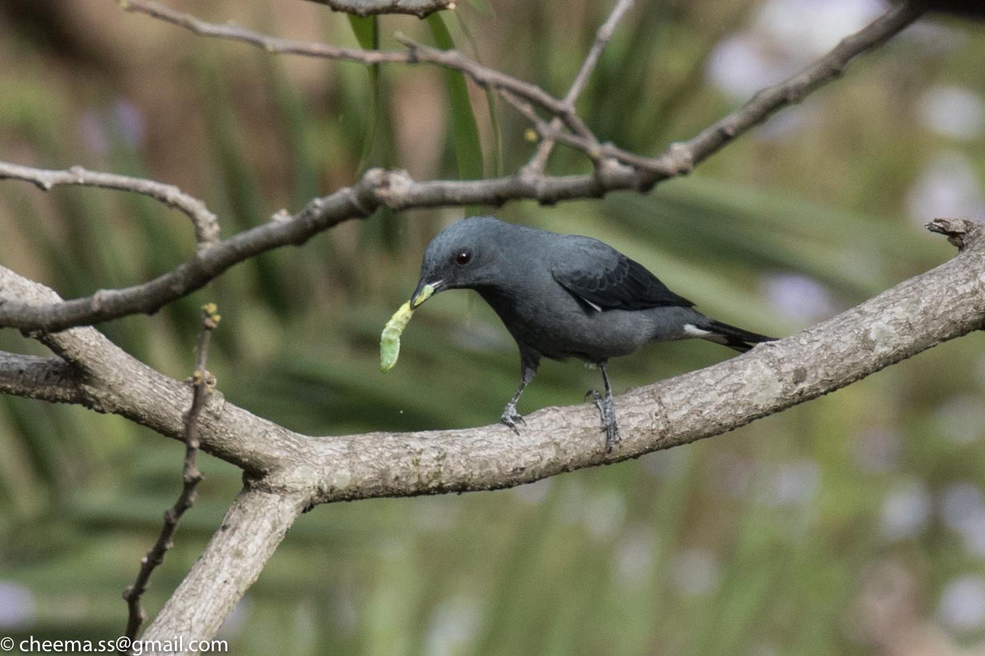 Black-winged Cuckooshrike Photo by Simepreet Cheema