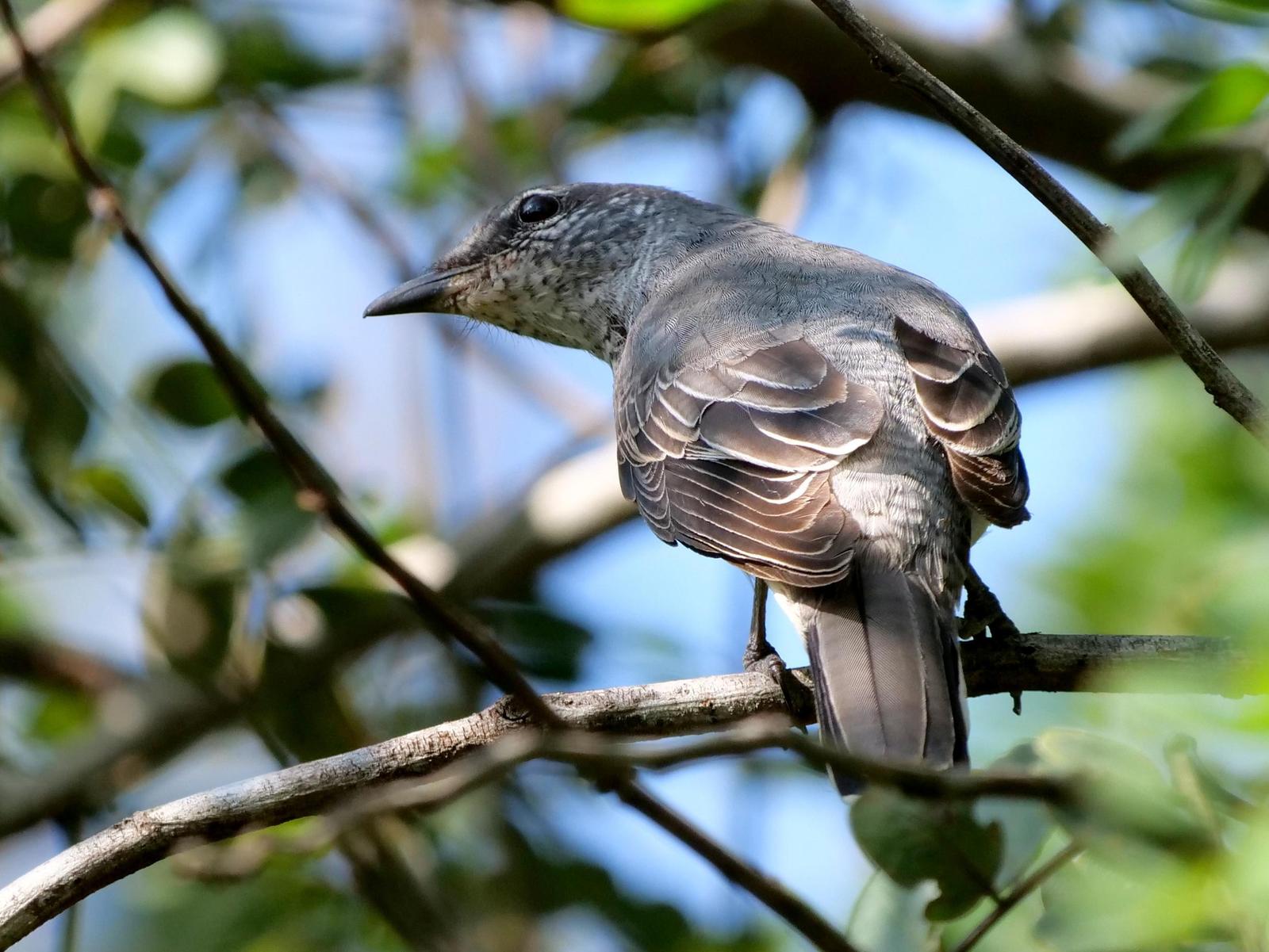 Black-headed Cuckooshrike Photo by Peter Edmonds