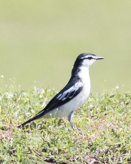 Pied Triller Photo by Robert Lewis