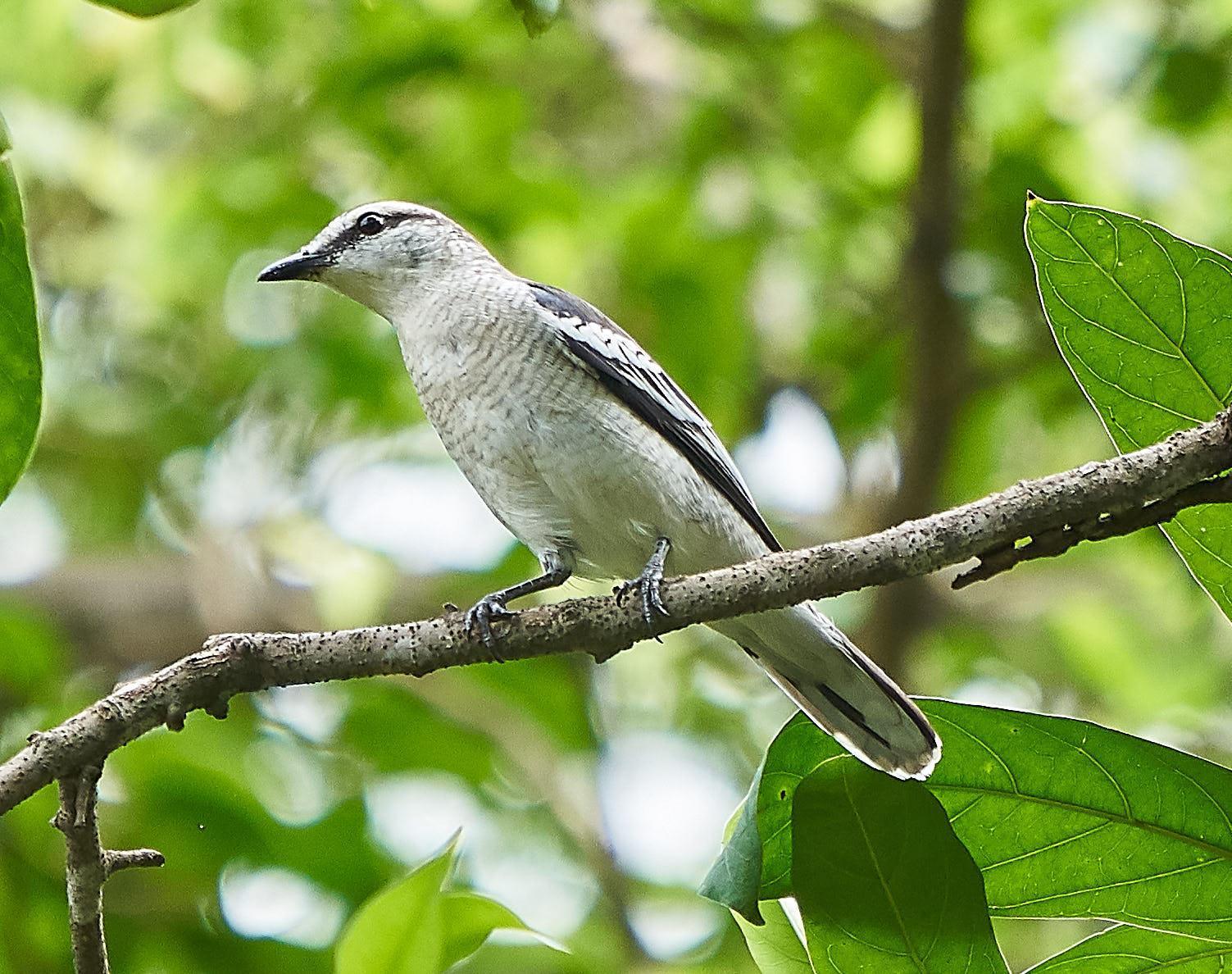 Pied Triller Photo by Steven Cheong