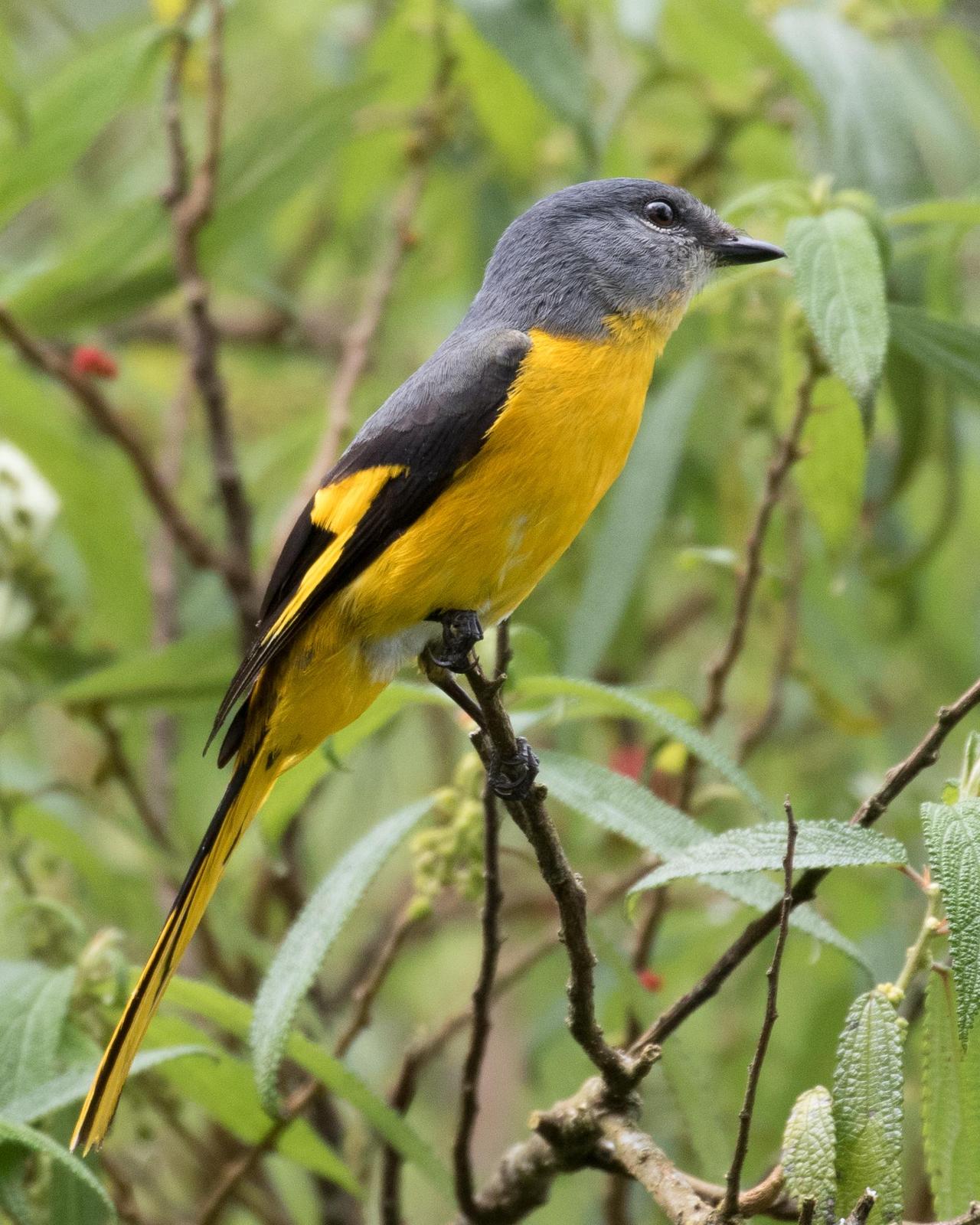 Gray-chinned Minivet Photo by Robert Lewis