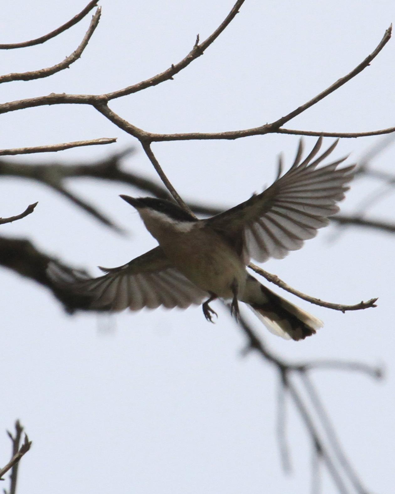 Bar-winged Flycatcher-shrike Photo by Monte Taylor