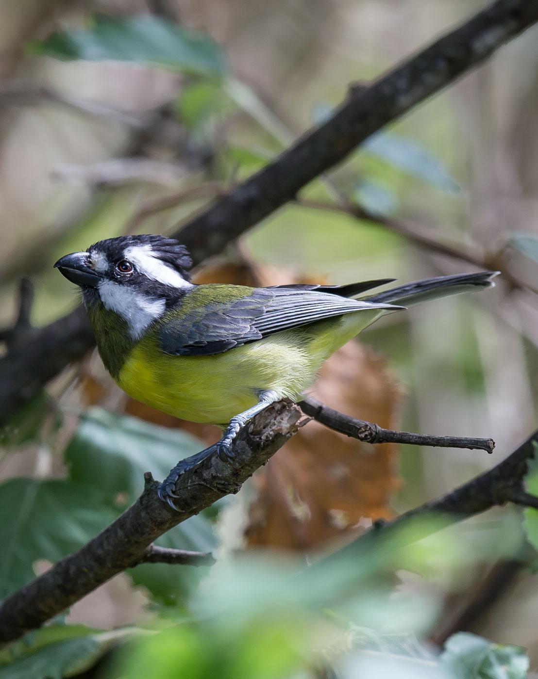 Crested Shrike-tit Photo by Roger Williams