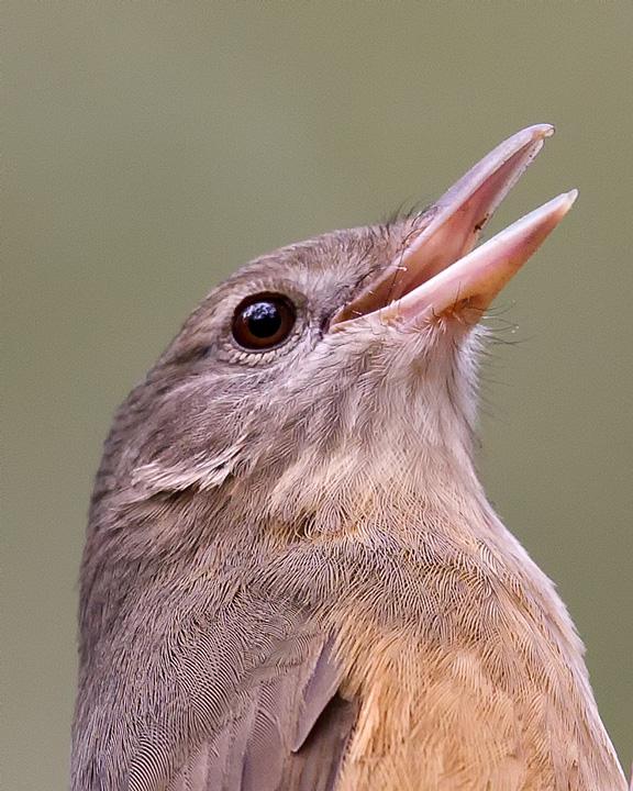 Little Shrikethrush Photo by Mat Gilfedder