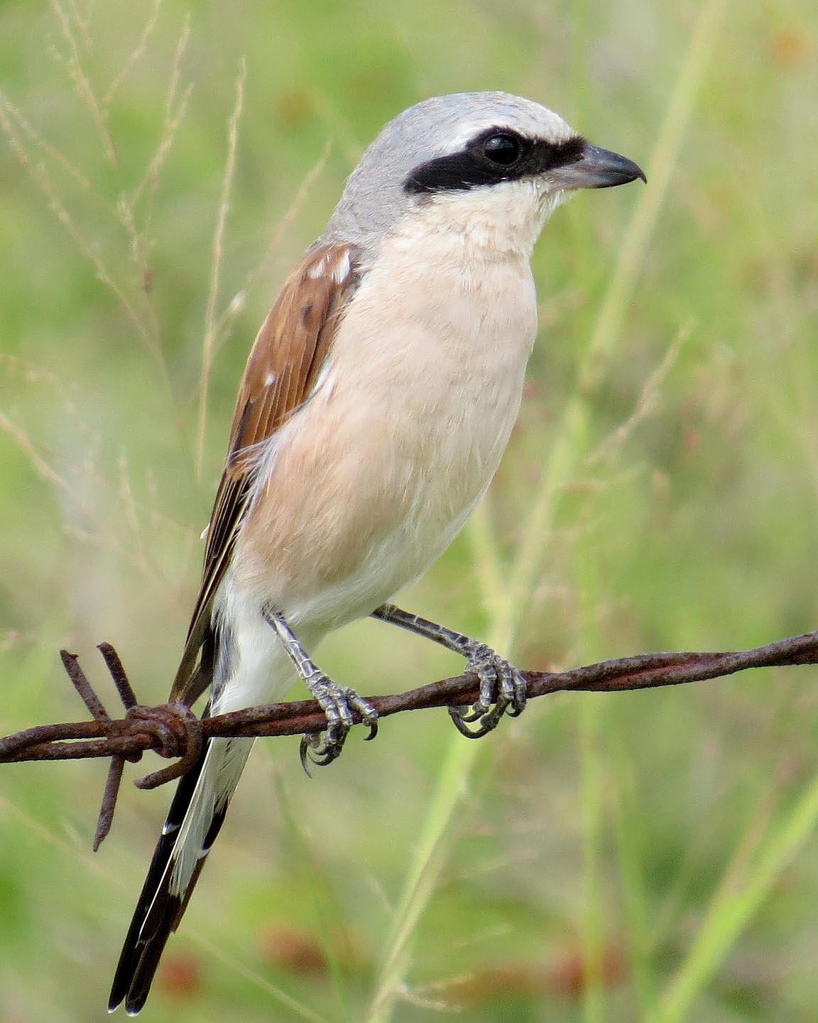 Red-backed Shrike Photo by Peter Boesman