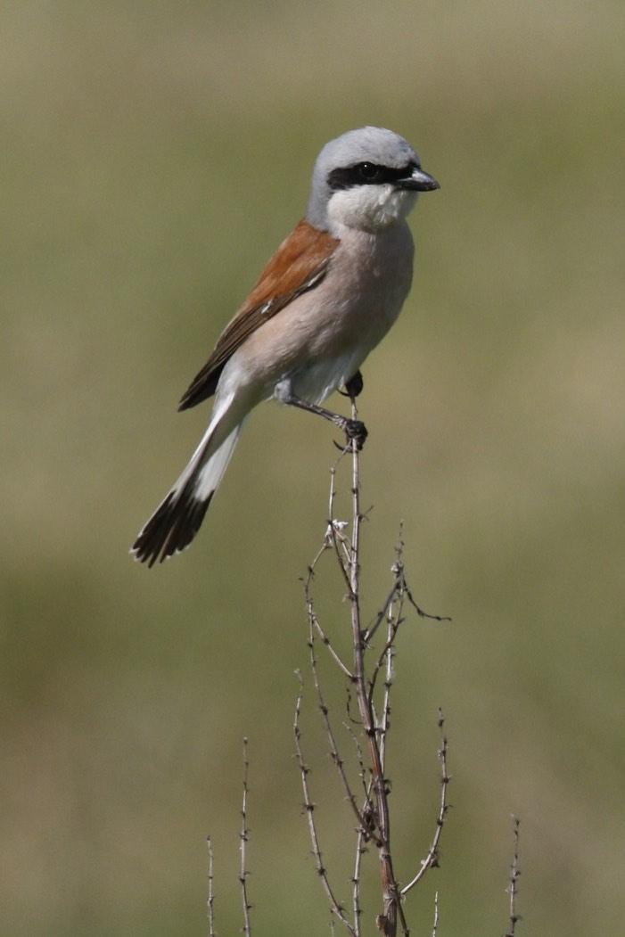Red-backed Shrike Photo by Emily Willoughby