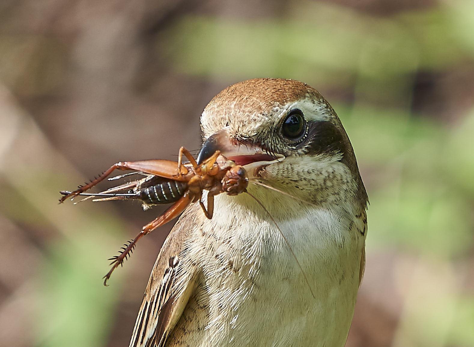 Brown Shrike Photo by Steven Cheong