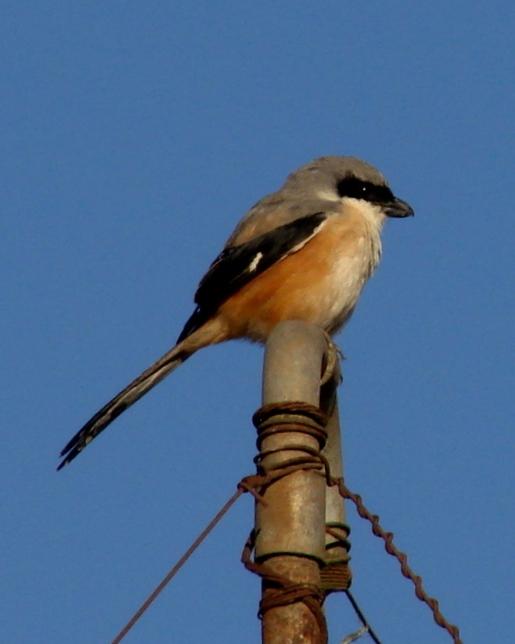 Long-tailed Shrike Photo by Sean Fitzgerald