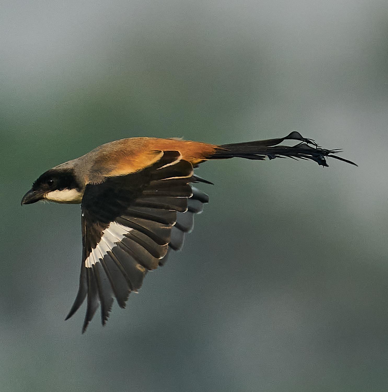 Long-tailed Shrike Photo by Steven Cheong
