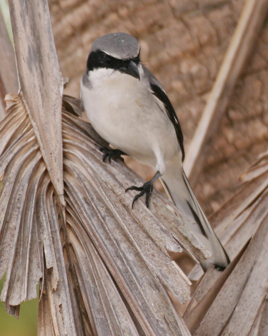 Loggerhead Shrike Photo by Andrew Theus