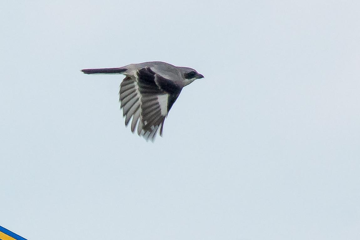 Loggerhead Shrike Photo by Gerald Hoekstra