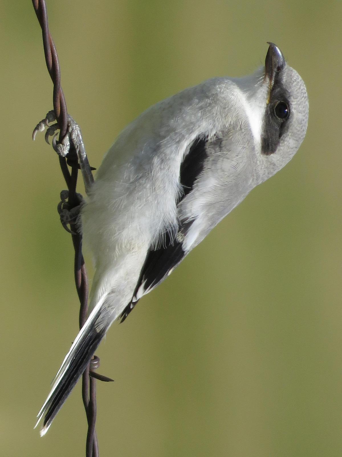 Loggerhead Shrike Photo by Bob Neugebauer