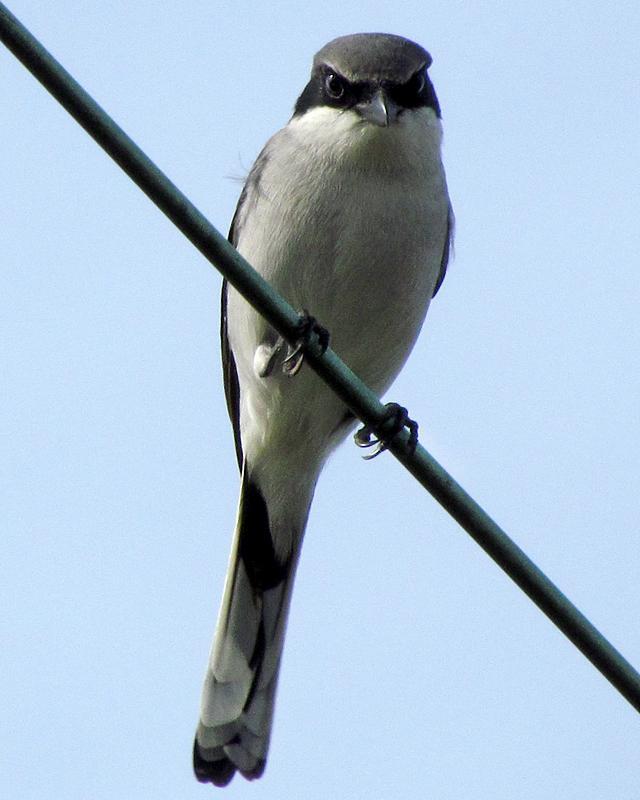 Loggerhead Shrike Photo by Ashley Bradford