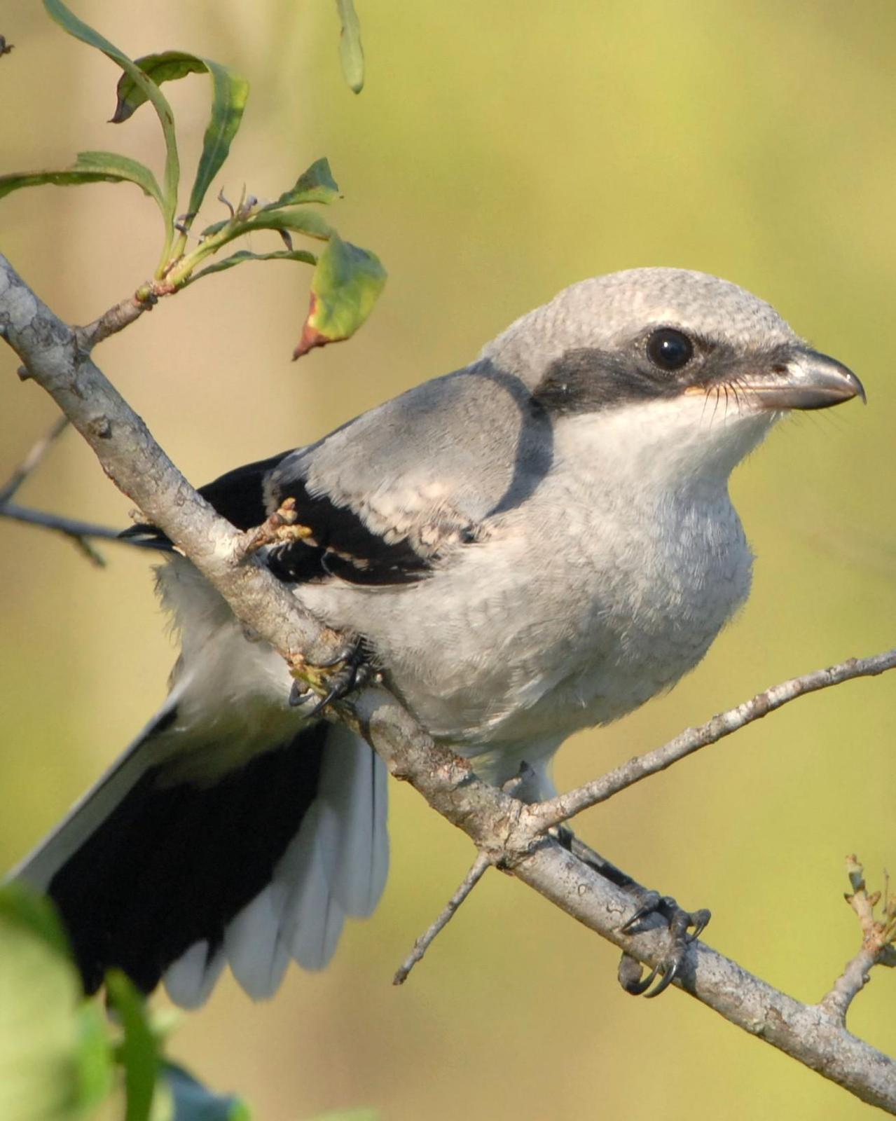 Loggerhead Shrike Photo by David Hollie