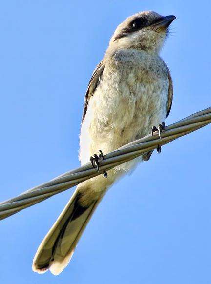 Loggerhead Shrike Photo by Dan Tallman