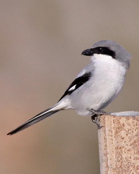 Iberian Gray Shrike Photo by Stephen Daly