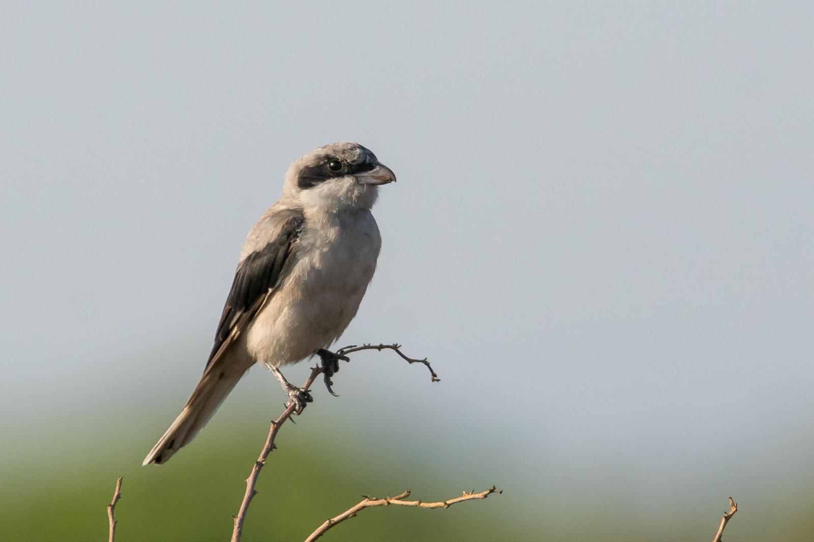 Lesser Gray Shrike Photo by Gerald Hoekstra