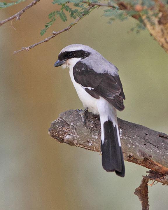Gray-backed Fiscal Photo by Jack Jeffrey