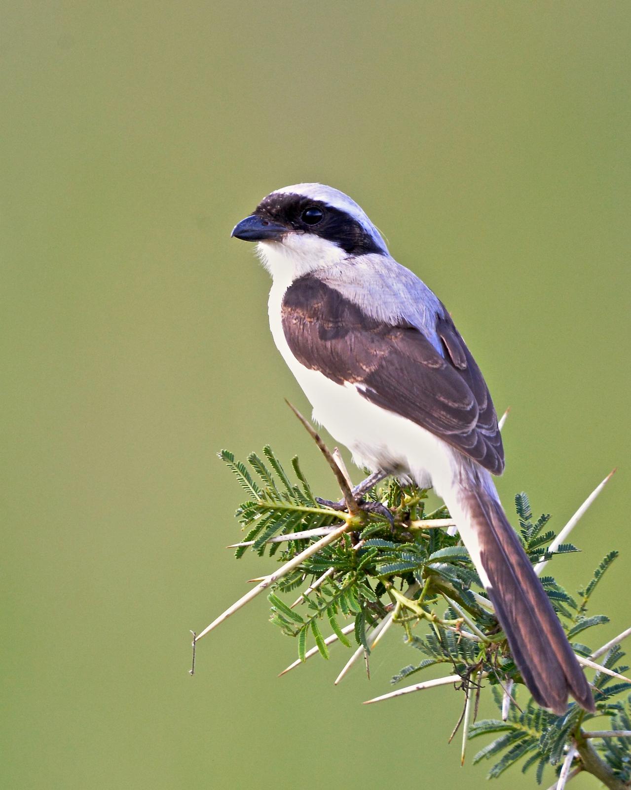 Gray-backed Fiscal Photo by Gerald Friesen