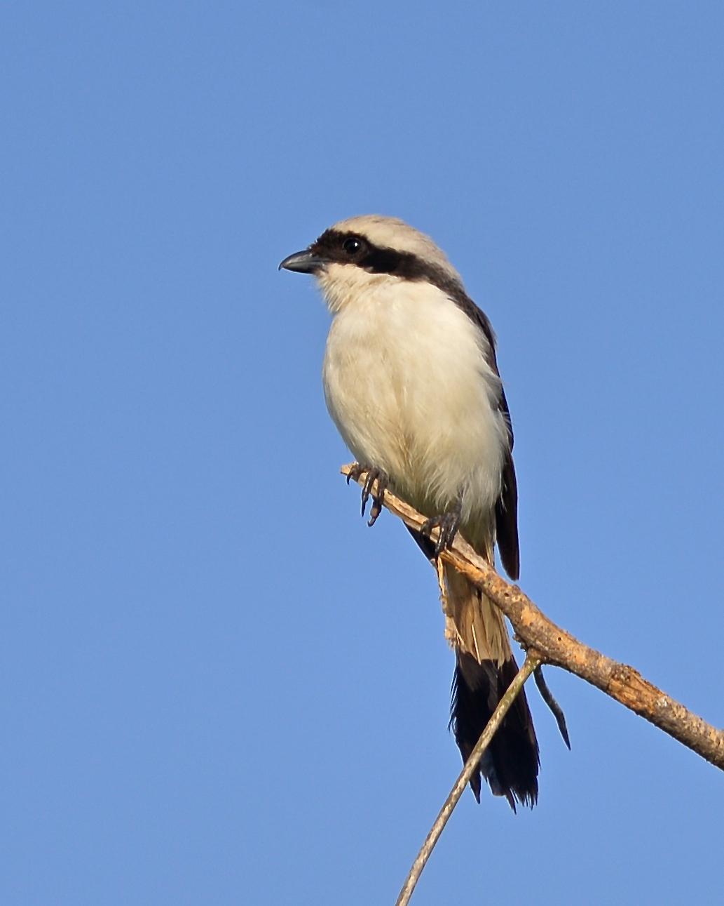 Gray-backed Fiscal Photo by Gerald Friesen