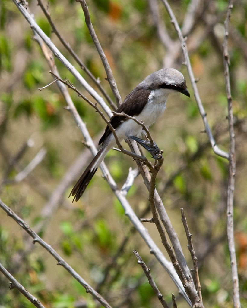 Gray-backed Fiscal Photo by Carol Foil