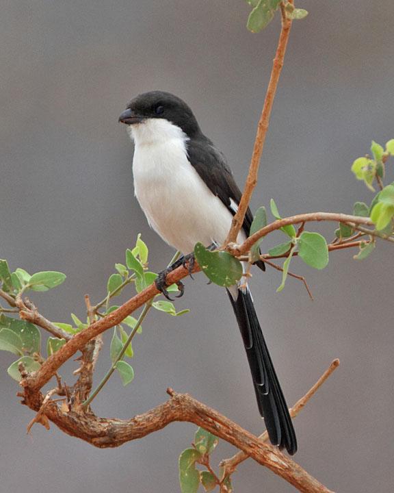 Long-tailed Fiscal Photo by Jack Jeffrey