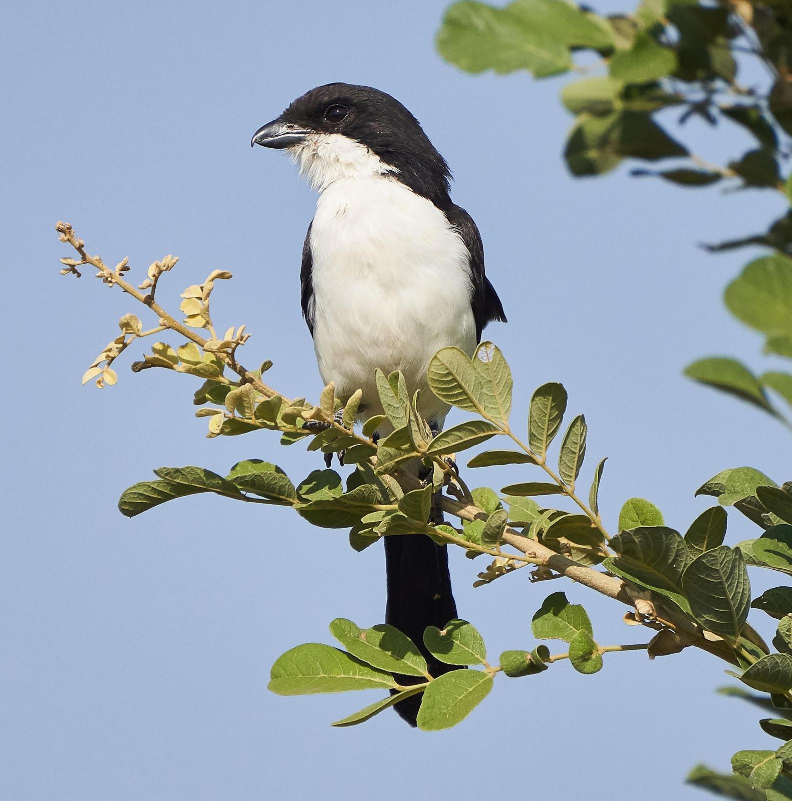 Long-tailed Fiscal Photo by Steven Cheong