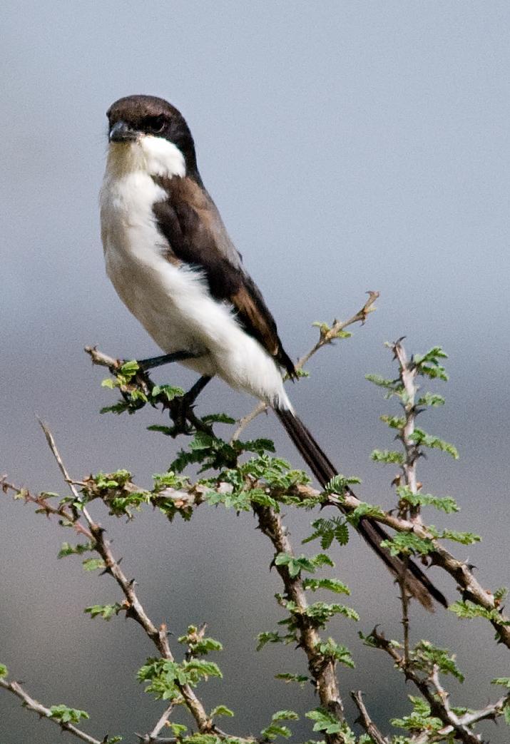 Long-tailed Fiscal Photo by Carol Foil