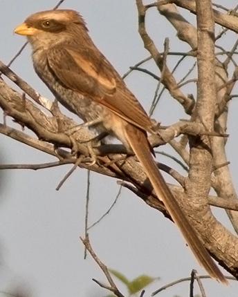Yellow-billed Shrike Photo by Stephen Daly