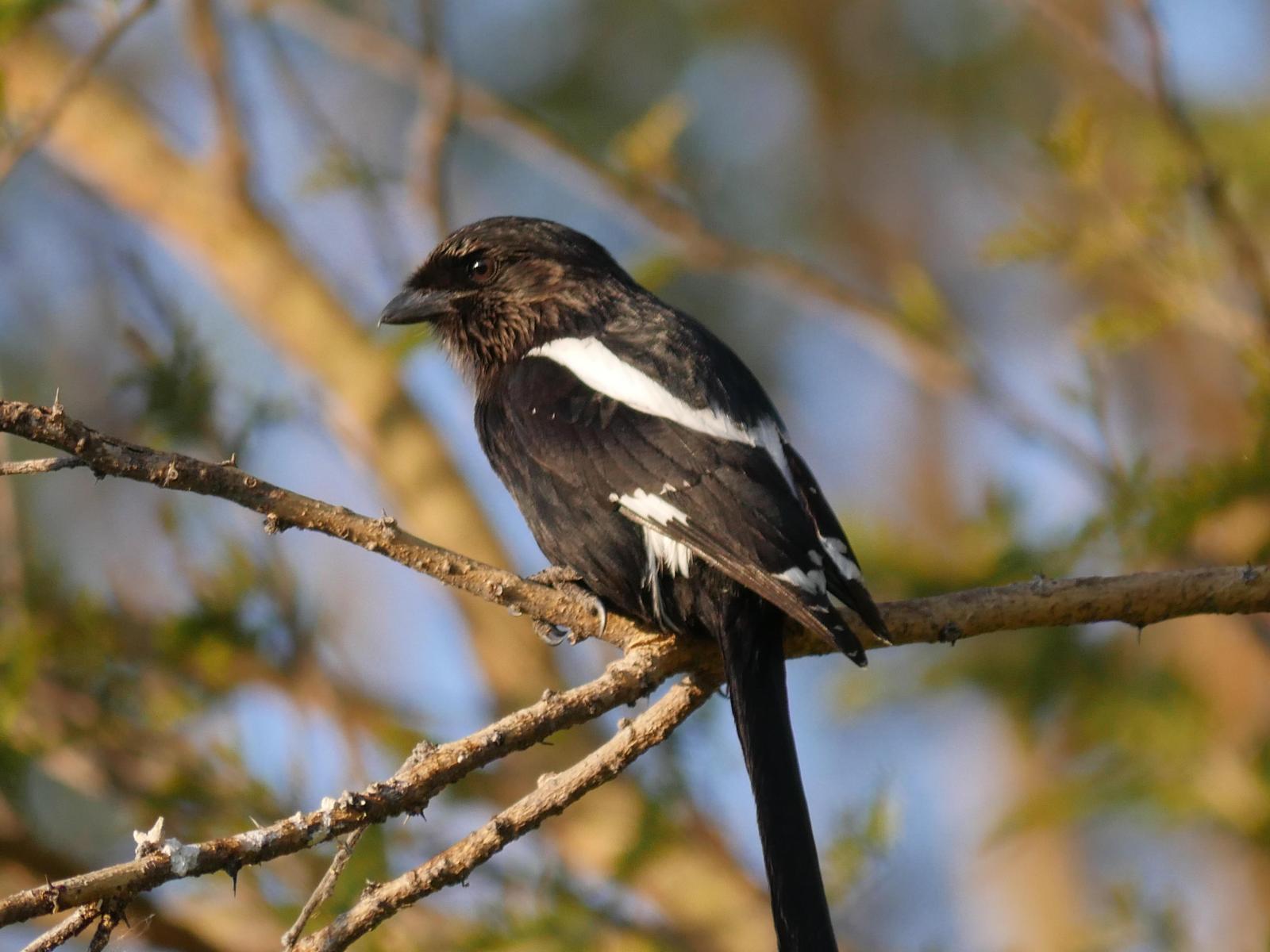 Magpie Shrike Photo by Peter Lowe