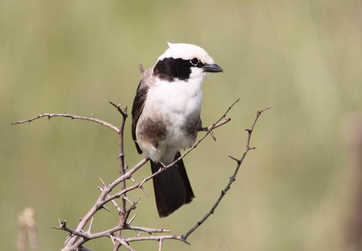 White-crowned Shrike Photo by Fan Song