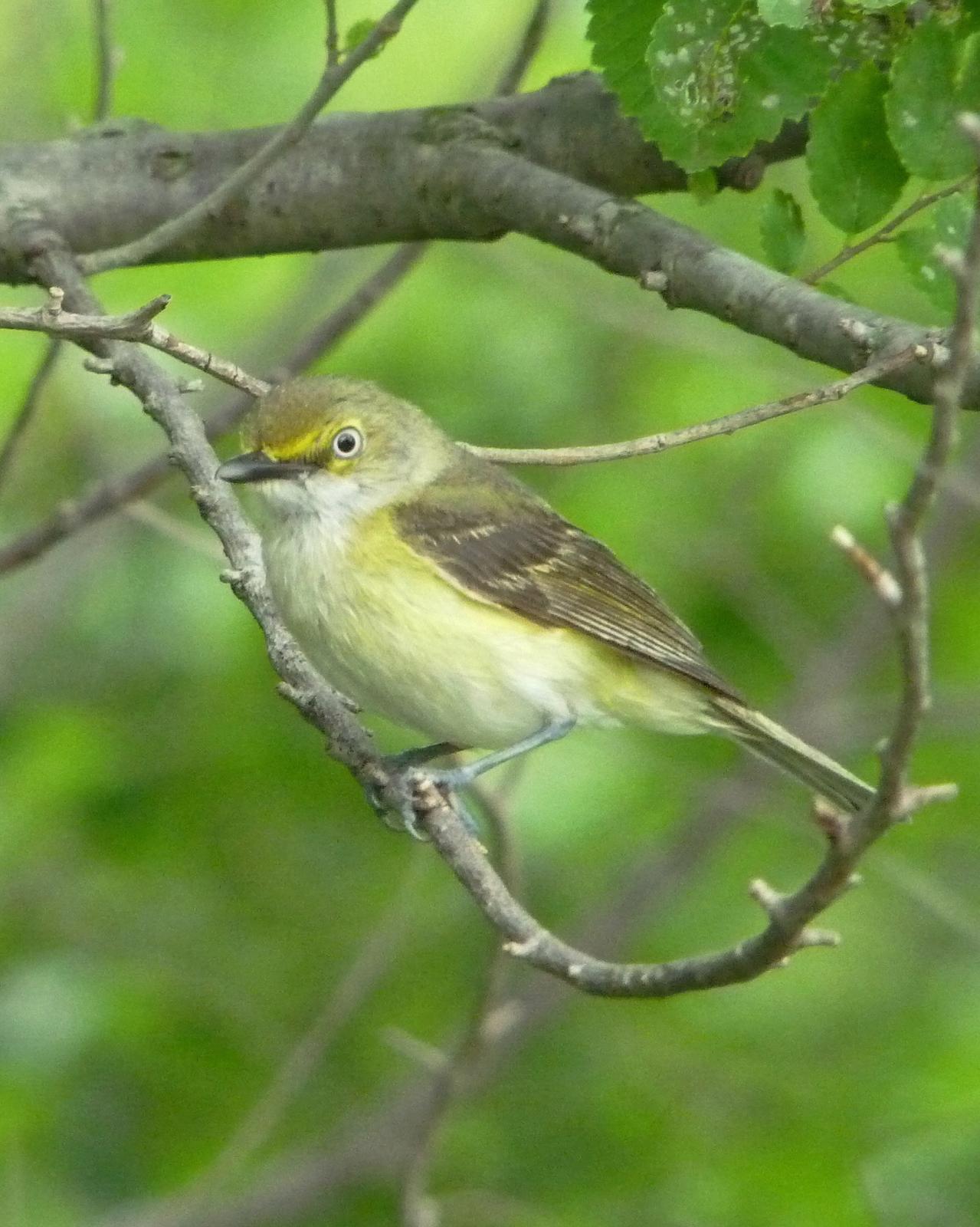 White-eyed Vireo Photo by Sean Fitzgerald