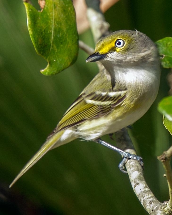 White-eyed Vireo Photo by JC Knoll