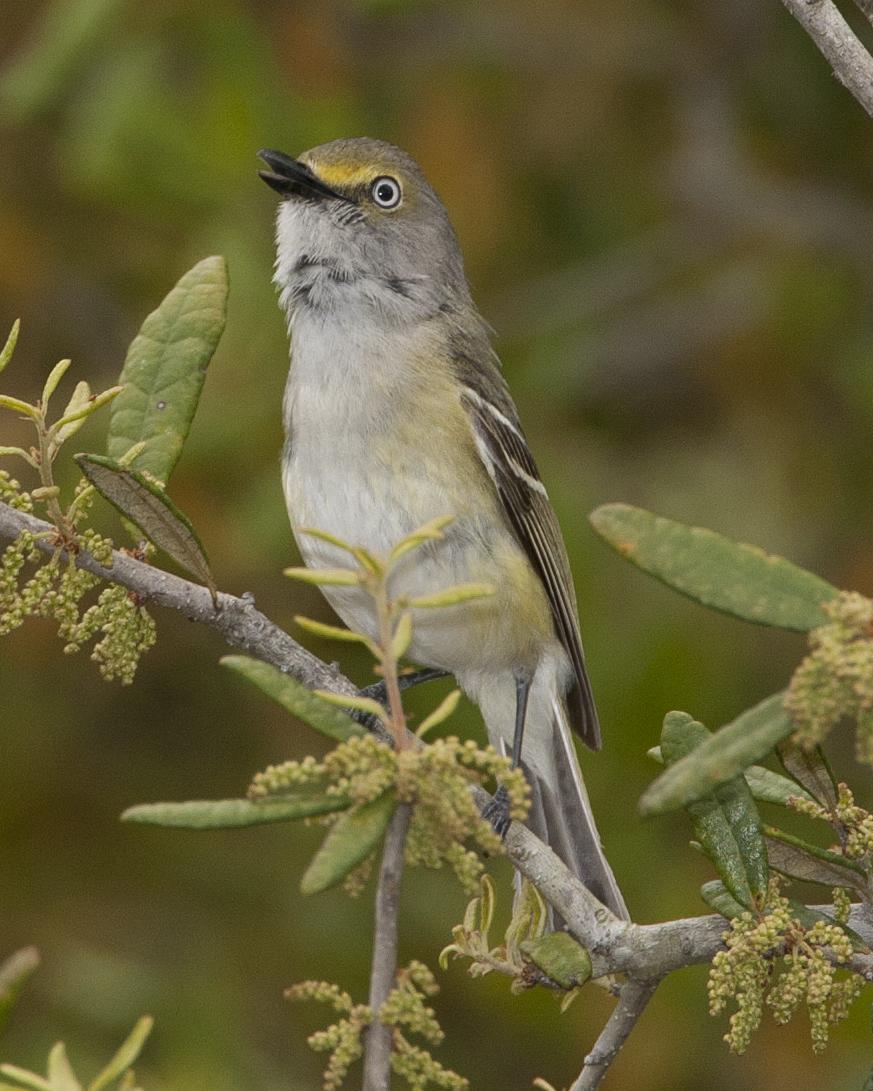 White-eyed Vireo Photo by Jeff Moore
