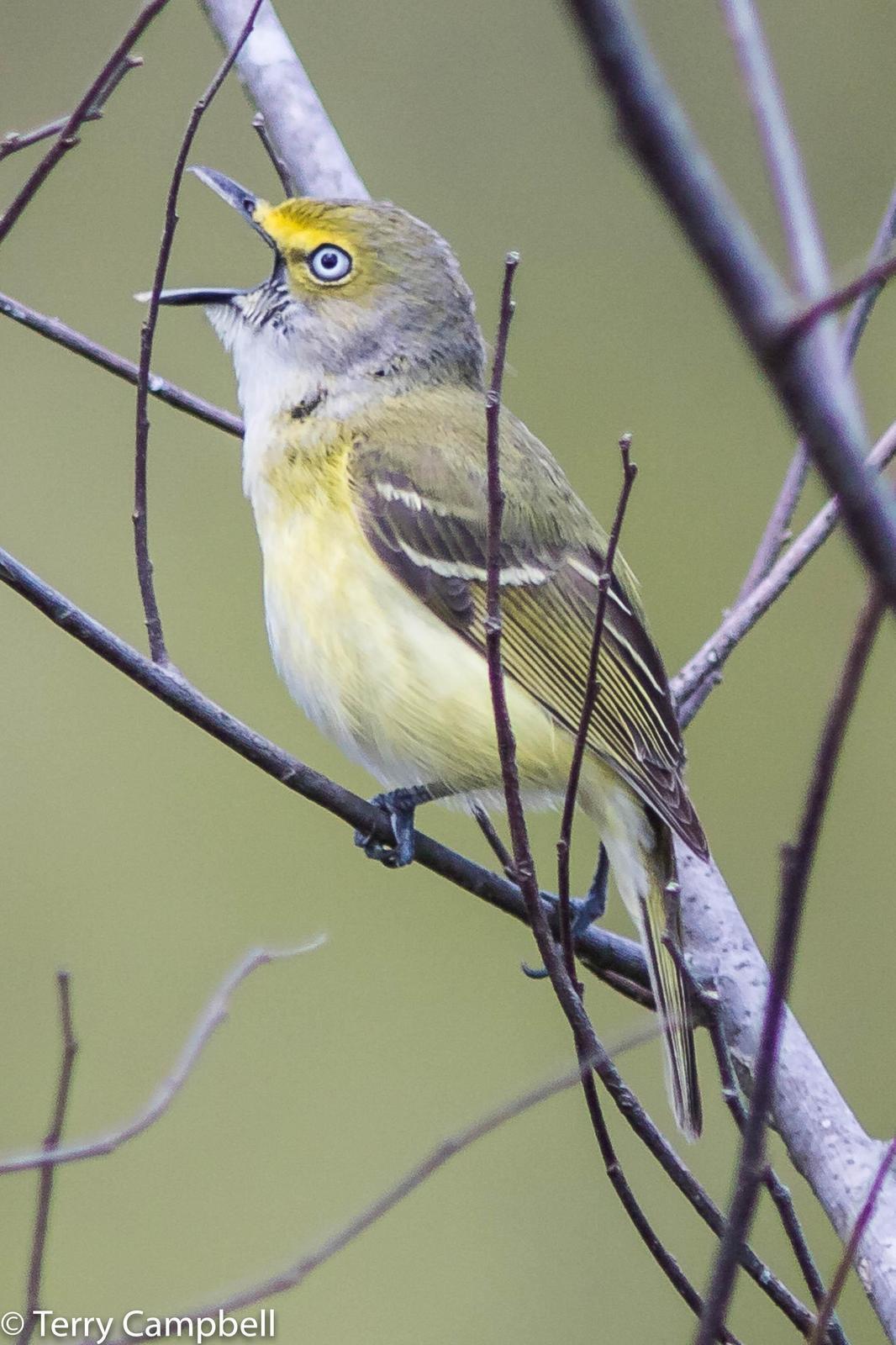 White-eyed Vireo Photo by Terry Campbell